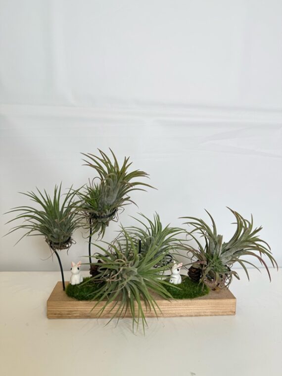 Air Plant Meadow