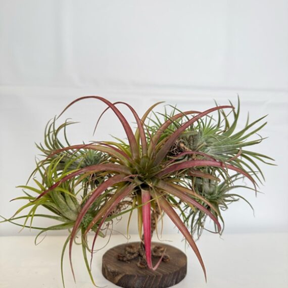 Air Plant Tree