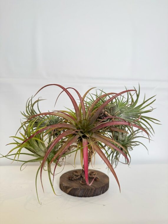 Air Plant Tree