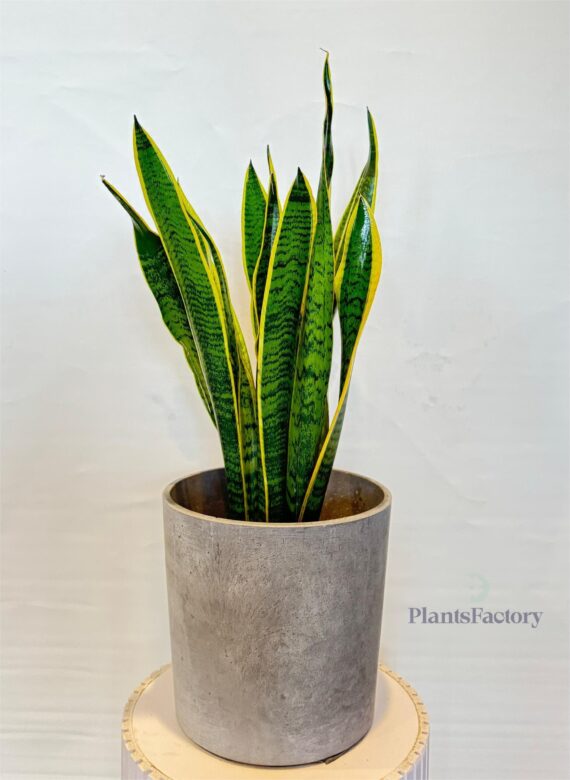 Sansevieria Superba