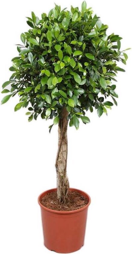 Ficus Nitida 1.80m