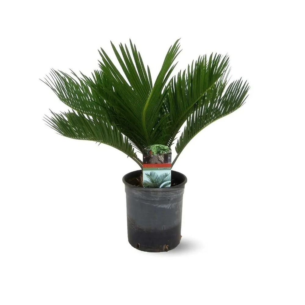 Cycas Revoluta 50 cm