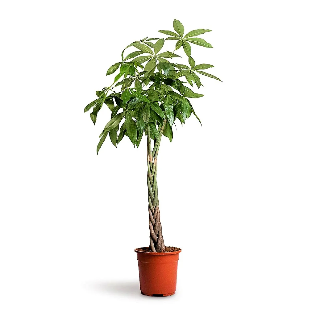 Pachira Aquatica 1.50 m