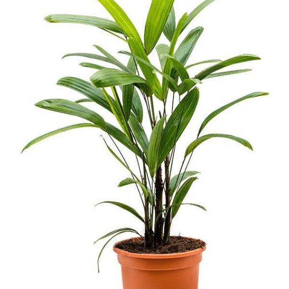Raphis Excelsa 50 cm