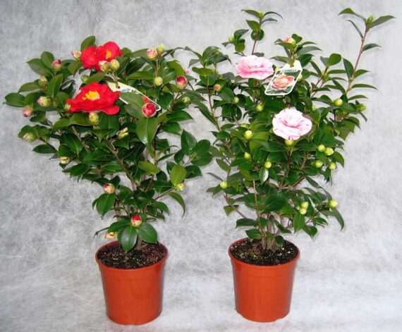 Camelia Japonica - OP500003