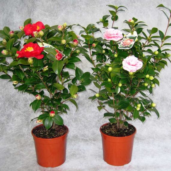 Camelia Japonica - OP500003