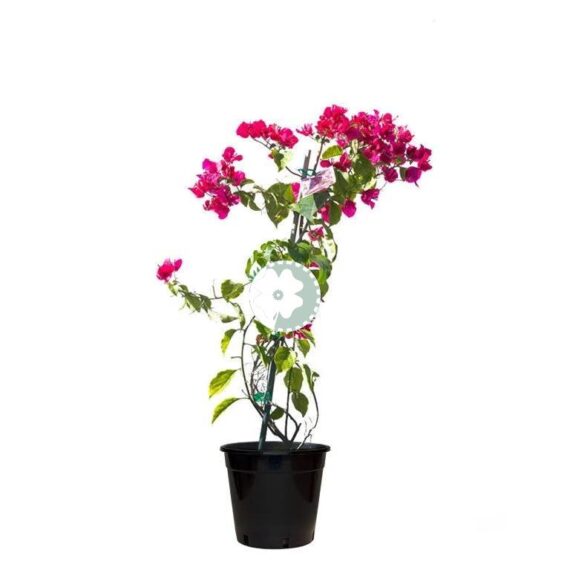 Bougainvillea Climber 100 cm