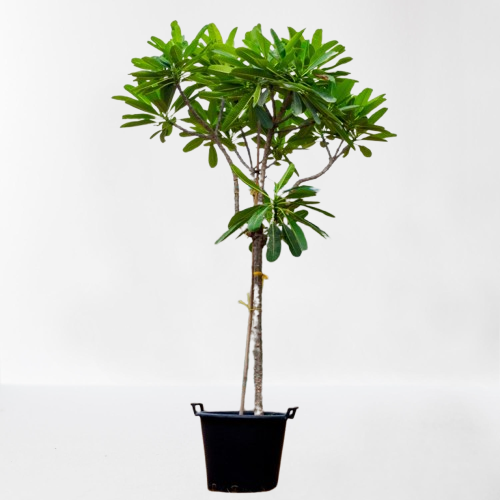 Plumeria 1.0m
