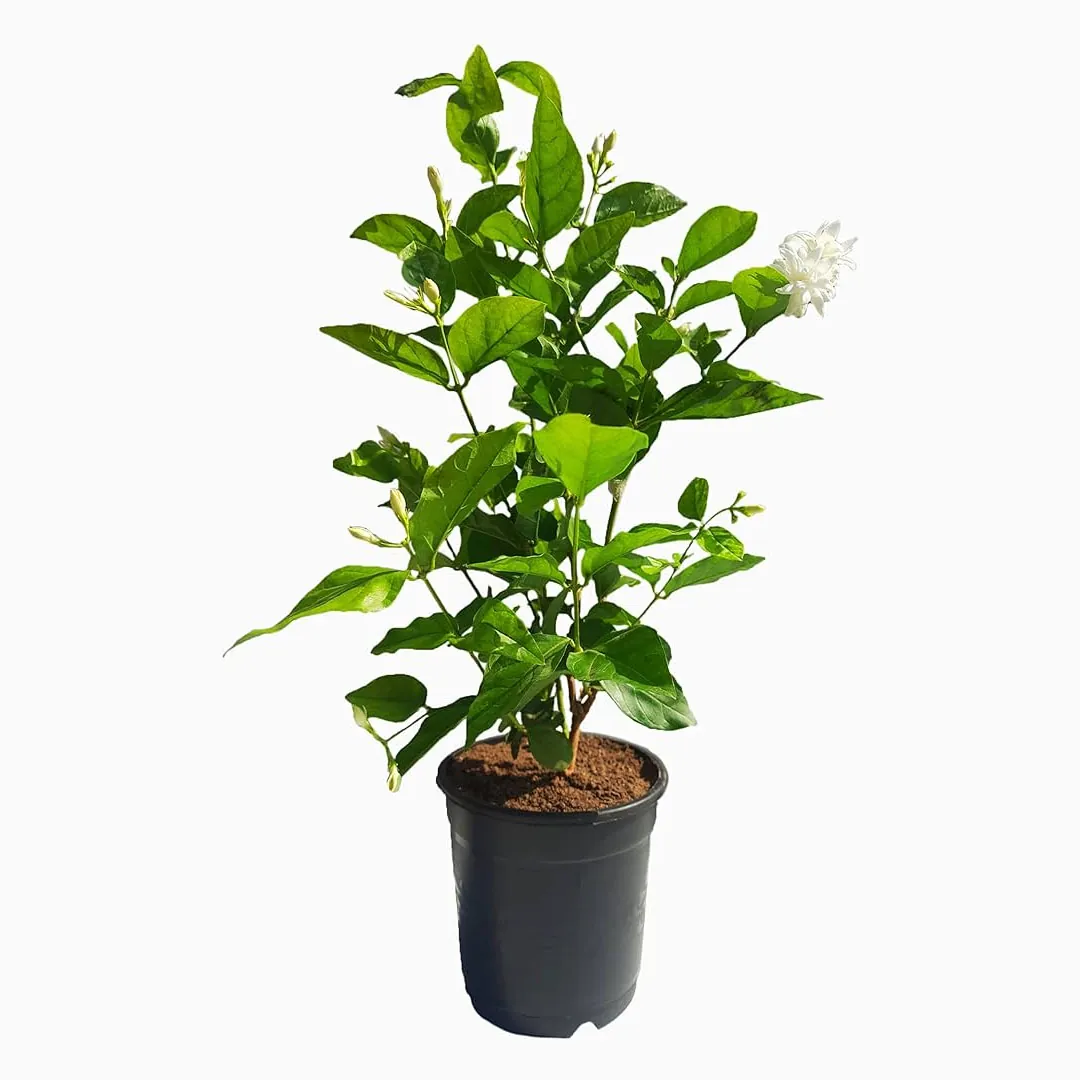 Jasmine Tree 1.50m