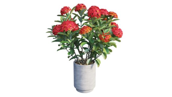 Ixora Mix - OP500004
