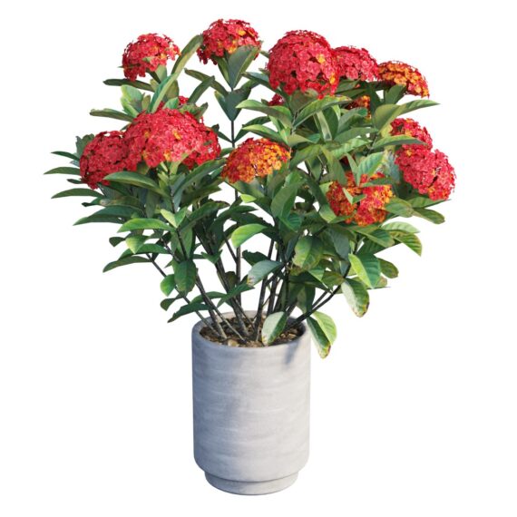 Ixora Mix - OP500004