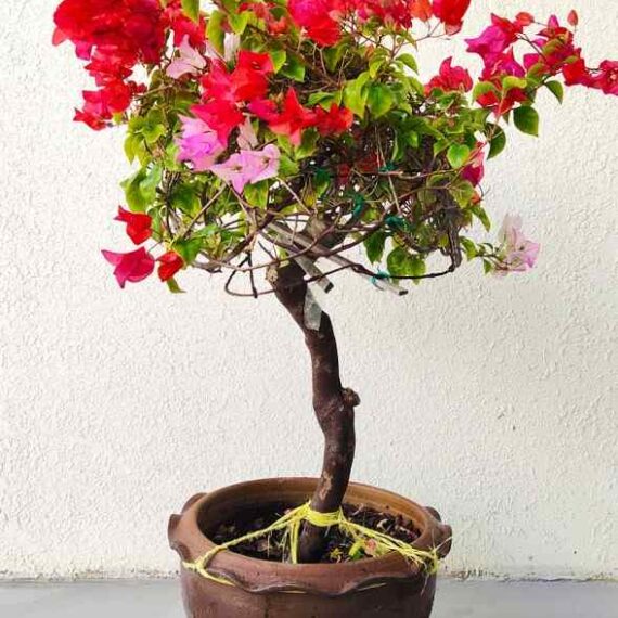 Bougainvillea One Head 1.50m