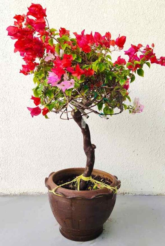 Bougainvillea One Head 1.50m