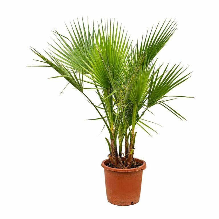Washingtonia 1.50m