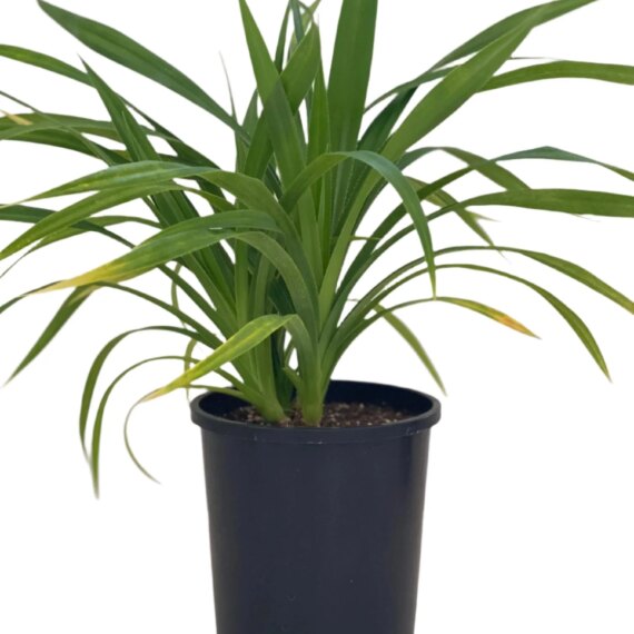 Pandanus Dubius 45cm