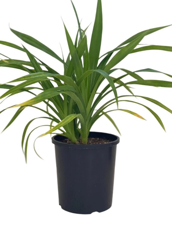 Pandanus Dubius 45cm
