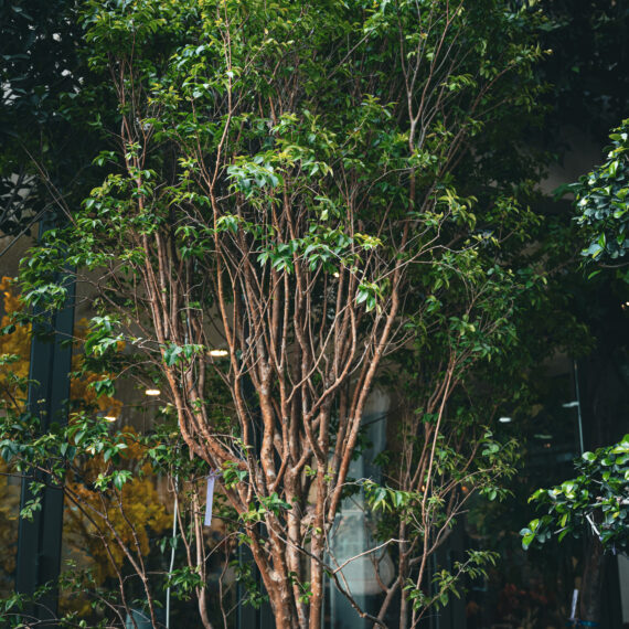 Citrus Clementine 1.5m