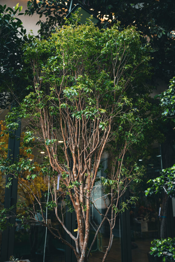 Citrus Clementine 1.5m