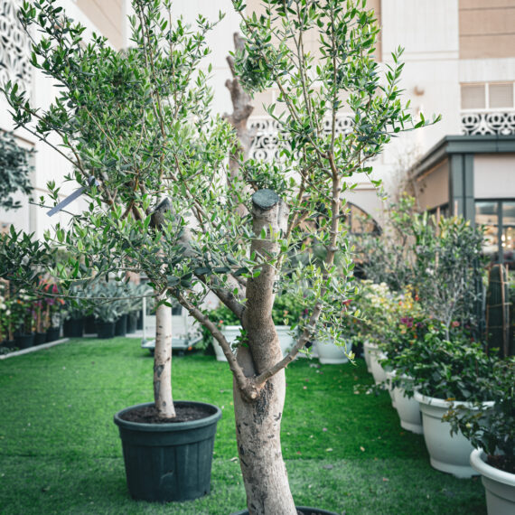 Olive Tree 2.3m