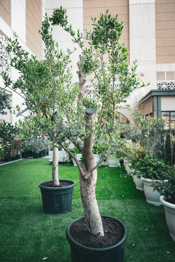Olive Tree 2.3m