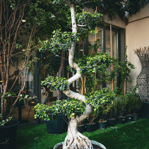 Ficus Bonsai 1.50m