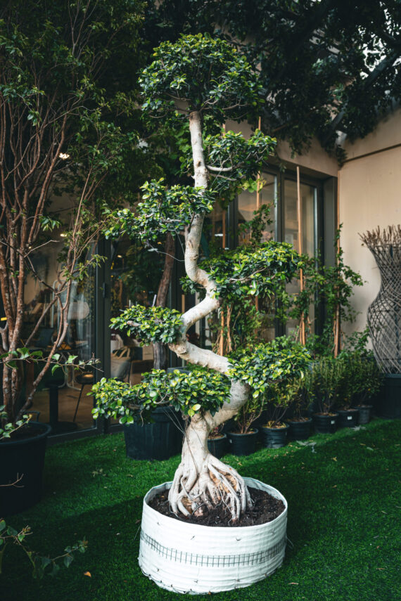 Ficus Bonsai 1.50m