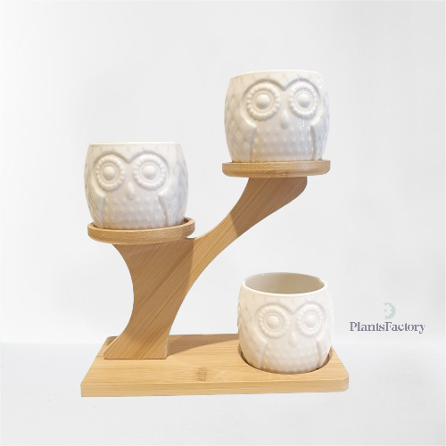 Owl Succulent Planter with Bamboo Stand