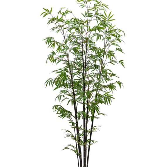 Bamboo Bussetii 210cm